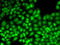 JunB Proto-Oncogene, AP-1 Transcription Factor Subunit antibody, abx004040, Abbexa, Western Blot image 