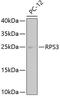 40S ribosomal protein S3 antibody, 13-940, ProSci, Western Blot image 