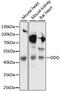 D-Aspartate Oxidase antibody, LS-C750308, Lifespan Biosciences, Western Blot image 