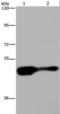 Aryl hydrocarbon receptor repressor antibody, LS-C402976, Lifespan Biosciences, Western Blot image 