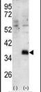 Docking Protein 4 antibody, PA5-14755, Invitrogen Antibodies, Western Blot image 