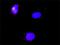RAR-alpha antibody, H00005914-M02, Novus Biologicals, Proximity Ligation Assay image 
