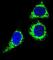 BCL10 Immune Signaling Adaptor antibody, abx025858, Abbexa, Western Blot image 