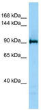 Lysine Demethylase 4C antibody, TA332172, Origene, Western Blot image 