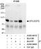 Denticleless protein homolog antibody, A300-947A, Bethyl Labs, Immunoprecipitation image 