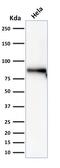CTNNB1 antibody, AE00113, Aeonian Biotech, Western Blot image 