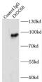 Exocyst Complex Component 6B antibody, FNab02896, FineTest, Immunoprecipitation image 