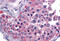 Melanoma inhibitory activity protein 3 antibody, MBS247717, MyBioSource, Immunohistochemistry frozen image 