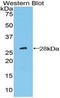 PTC1 antibody, LS-C295773, Lifespan Biosciences, Western Blot image 