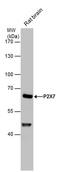 Purinergic Receptor P2X 7 antibody, PA5-28020, Invitrogen Antibodies, Western Blot image 