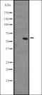 Nuclear Receptor Interacting Protein 1 antibody, orb335450, Biorbyt, Western Blot image 