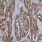 Zinc Finger Protein 490 antibody, NBP1-81432, Novus Biologicals, Immunohistochemistry frozen image 