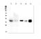 COXI antibody, PA1317-1, Boster Biological Technology, Western Blot image 