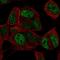 T Cell Leukemia Homeobox 3 antibody, HPA030504, Atlas Antibodies, Immunocytochemistry image 