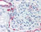 Solute Carrier Family 39 Member 14 antibody, TA317327, Origene, Immunohistochemistry frozen image 