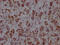 hnRNP I antibody, CSB-RA987652A0HU, Cusabio, Immunohistochemistry frozen image 