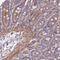Leucine Rich Repeat Containing 41 antibody, NBP2-14200, Novus Biologicals, Immunohistochemistry frozen image 