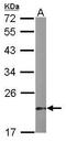 Dual specificity protein phosphatase 3 antibody, GTX109149, GeneTex, Western Blot image 