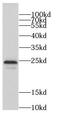 Coiled-Coil Domain Containing 115 antibody, FNab01345, FineTest, Western Blot image 