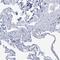 Choline Dehydrogenase antibody, NBP1-87508, Novus Biologicals, Immunohistochemistry paraffin image 
