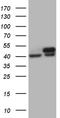 WD Repeat Domain 77 antibody, CF809684, Origene, Western Blot image 