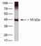 CDw293 antibody, 40-9400, Invitrogen Antibodies, Western Blot image 