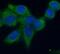 Annexin A5 antibody, FNab00437, FineTest, Immunofluorescence image 