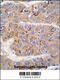 Insulin receptor substrate 2 antibody, 63-205, ProSci, Immunofluorescence image 