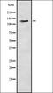 Olfactory Receptor Family 5 Subfamily V Member 1 antibody, orb337498, Biorbyt, Western Blot image 