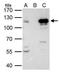 Signal Transducer And Activator Of Transcription 2 antibody, GTX103117, GeneTex, Immunoprecipitation image 