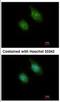 Calcium/Calmodulin Dependent Protein Kinase ID antibody, NBP1-31478, Novus Biologicals, Immunocytochemistry image 