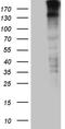 Sperm-associated antigen 5 antibody, TA810450, Origene, Western Blot image 