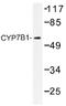 25-hydroxycholesterol 7-alpha-hydroxylase antibody, AP01374PU-N, Origene, Western Blot image 