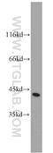 Capping Actin Protein, Gelsolin Like antibody, 10194-1-AP, Proteintech Group, Western Blot image 