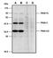 Leucine-rich repeat and death domain-containing protein antibody, GTX00759, GeneTex, Western Blot image 