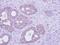 58K Golgi protein antibody, NBP1-32793, Novus Biologicals, Immunohistochemistry frozen image 