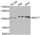 MALT1 Paracaspase antibody, orb136753, Biorbyt, Western Blot image 