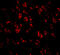 Protocadherin-18 antibody, 5081, ProSci Inc, Immunofluorescence image 
