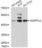 Angiopoietin-related protein 4 antibody, MBS127454, MyBioSource, Western Blot image 