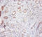 Cathepsin S antibody, A53500-100, Epigentek, Immunohistochemistry paraffin image 