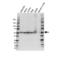 Glutathione-Disulfide Reductase antibody, VPA00735, Bio-Rad (formerly AbD Serotec) , Western Blot image 
