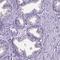 NIMA Related Kinase 5 antibody, HPA041399, Atlas Antibodies, Immunohistochemistry frozen image 