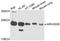Rho GDP Dissociation Inhibitor Beta antibody, A3740, ABclonal Technology, Western Blot image 