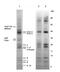 Ubiquinol-Cytochrome C Reductase Core Protein 1 antibody, 43-9400, Invitrogen Antibodies, Immunoprecipitation image 