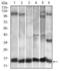C-C Motif Chemokine Ligand 2 antibody, GTX60582, GeneTex, Western Blot image 