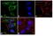Proteasome-associated protein ECM29 homolog antibody, GTX82906, GeneTex, Immunofluorescence image 