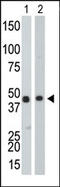 Creatine Kinase B antibody, AP13618PU-N, Origene, Western Blot image 