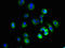 Potassium Voltage-Gated Channel Subfamily H Member 7 antibody, LS-C379749, Lifespan Biosciences, Immunofluorescence image 