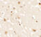 Androgen Induced 1 antibody, 6785, ProSci, Immunohistochemistry paraffin image 