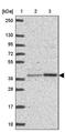 BEN Domain Containing 5 antibody, PA5-62950, Invitrogen Antibodies, Western Blot image 
